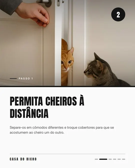 Slide 2 de 6